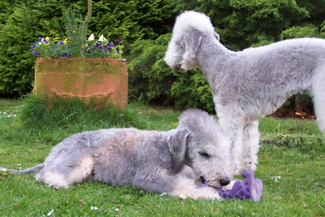 Unsere Hunde 11.05 (14).JPG